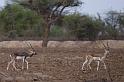 205 Rohet Garh, Indische Gazelle, Chinkara